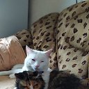 ���� &hearts;&hearts;�����&hearts;&hearts;, �����������, 54 ���� - ��������� 27 ������ 2025 � ������ ������ ��������