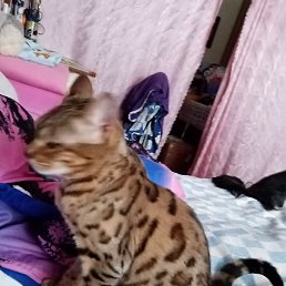 �����, �����������, 49 ���