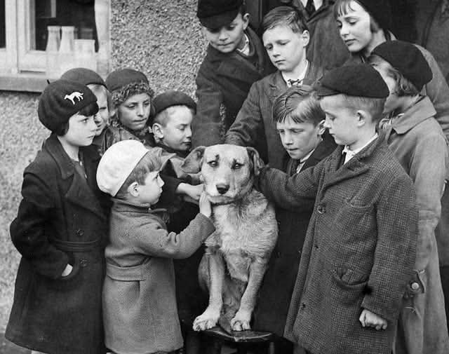 :) В далёком 1939 году ленинградские ребятишки спасли от голодной смерти щенка-сироту, притащив его ...
