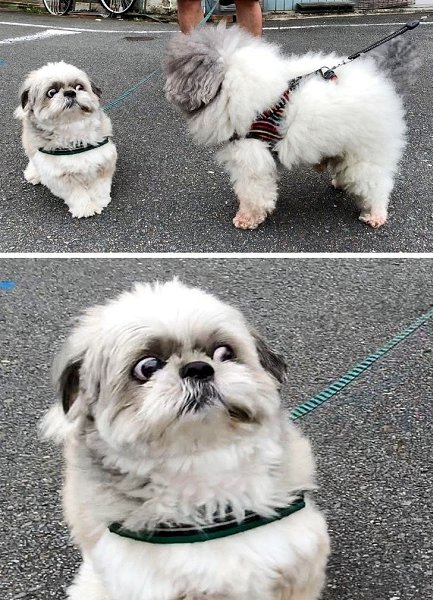 Реакция моей собаки, когда кто-то пытается с ней познакомиться