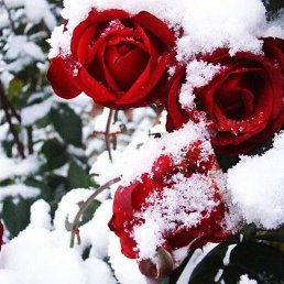 ��������, ������, 23 ����