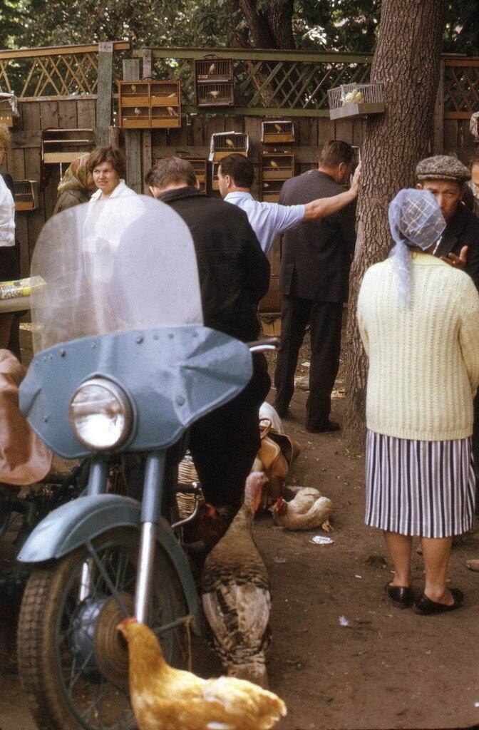 На птичьем рынке в Калитниках, 1973 год. Калитниковский птичий рынок в Москве был одним из самых ...