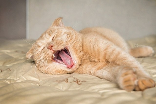 Если утром вы просыпаетесь, смотрите, как потягивается и мурчит ваша кошка, собираетесь на работу и ...