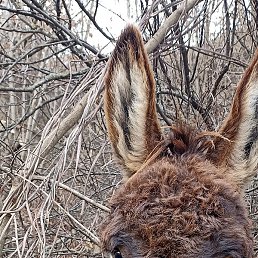 ������, ������, 37 ���