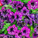  , , 66  -  23  2025    2025 