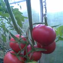 ���� ����, �����, 48 ��� - ��������� 10 ������� 2025 � ������ ������ ��������