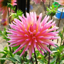 �����, ������, 52 ����