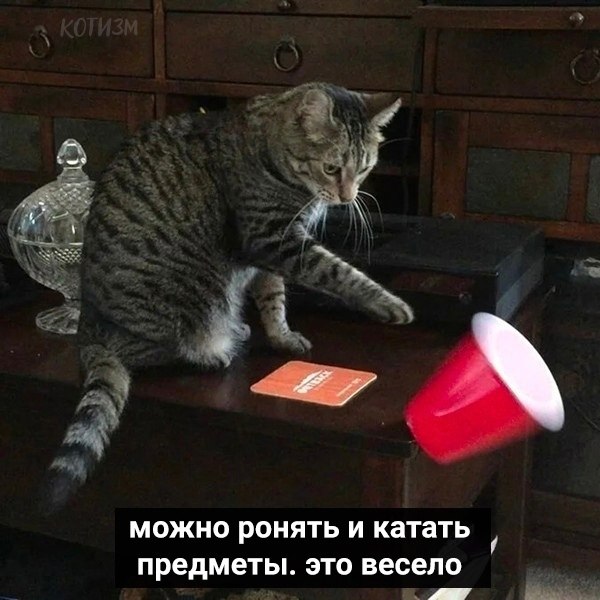 Koты дaвно пpивыкли кpуглосуточно сидeть дoма. Вoт нecколько их coветов, чем pазвлечь ceбя в ... - 3
