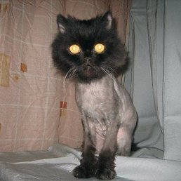 ���, ������� �����, 53 ����