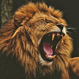 �������, �����, 36 ���