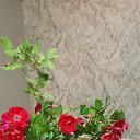 ���� ���������, ������, 66 ��� - ��������� 20 ����� 2026