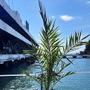 ���� ���������, ������ - ��������� 17 ������ 2026 � ������ �������� � ������