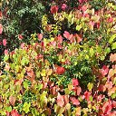  Laima...,  -  18  2024    