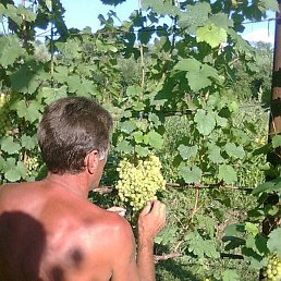 ��������, �����������, 65 ���