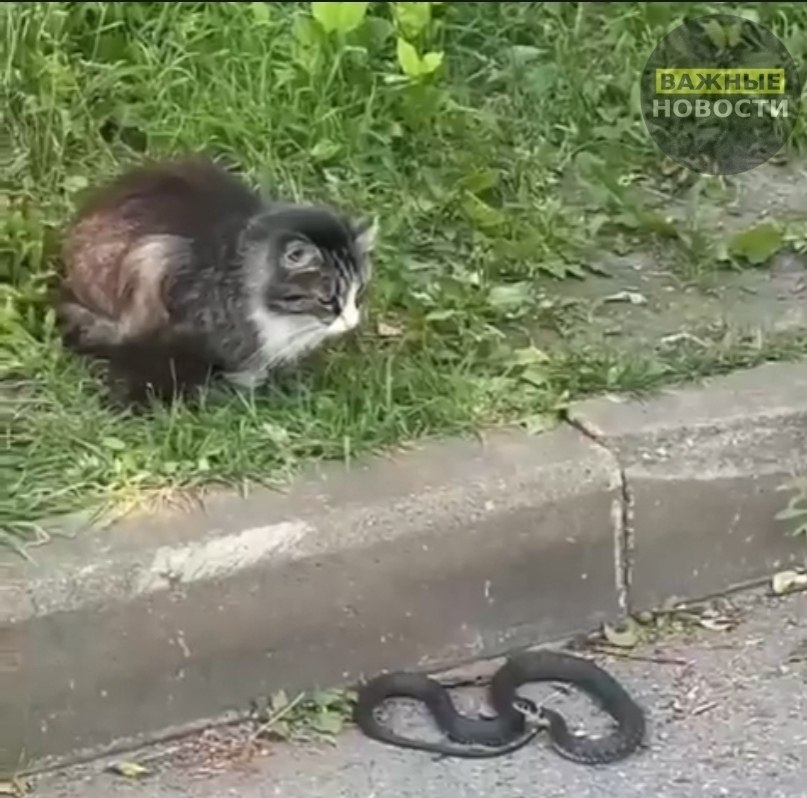 Кошка в Петербурге встала на защиту детей, отгоняя змею. В одном из дворов Петербурга обычная ... - 2