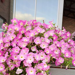 �������, ����������, 44 ����