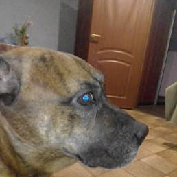 �������� ���������, ������, 51 ���