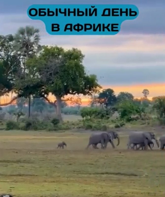 Слоны — нежные гиганты, у которых в арсенале не только сила, но и удивительная нежность. При встрече ...
