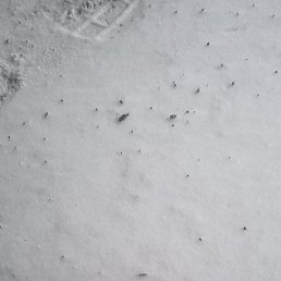 �����, ������, 36 ���