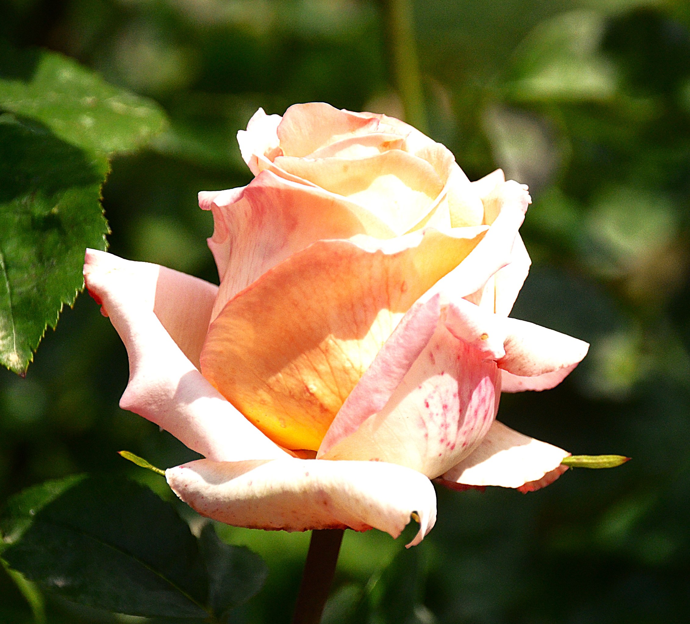 Aleksandr Voznii - 3  2025  19:04 - 4