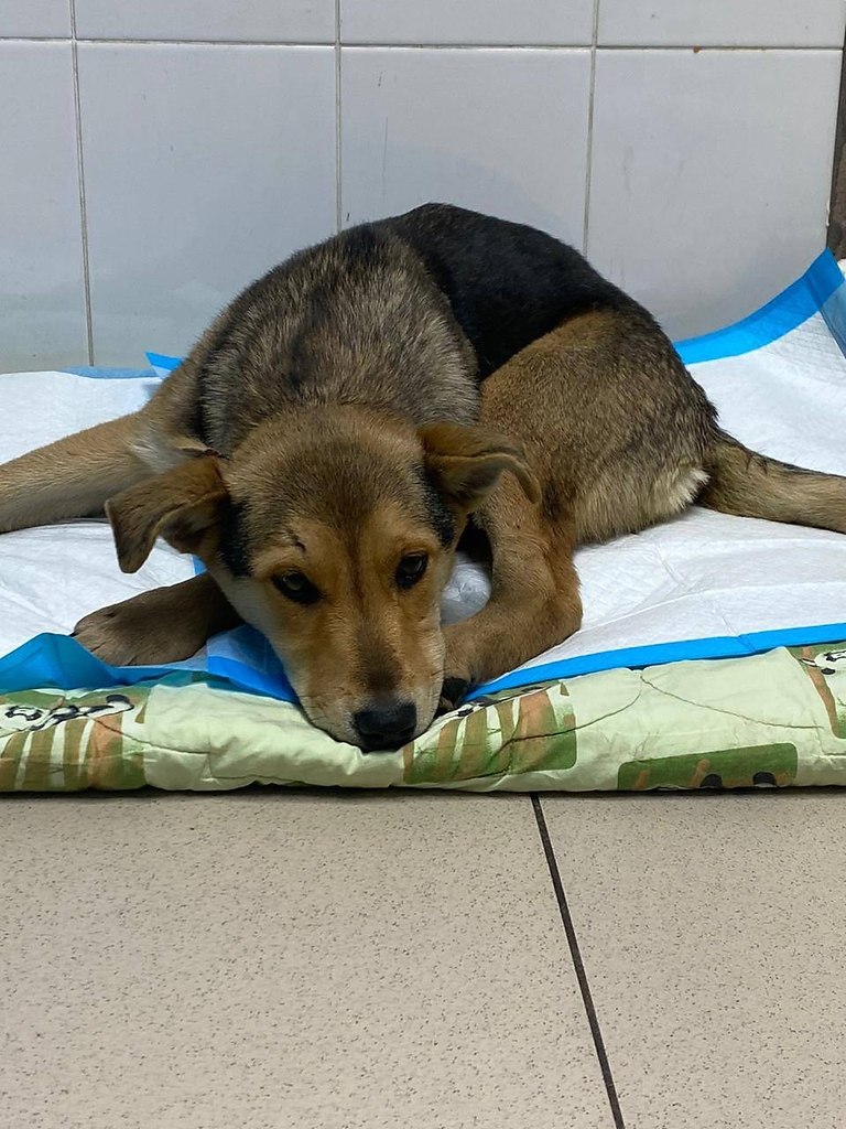 Она лежала в коробке и еле поскуливала. Маленький комочек с мягкими ушками, которому от силы ... - 3