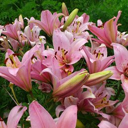 �����, ���������, 44 ����