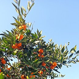 ��������, ����������