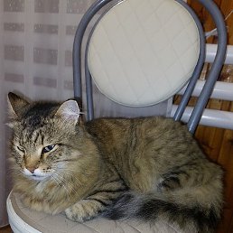 ���������, ������, 49 ���