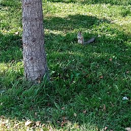 ������, �����������, 41 ���