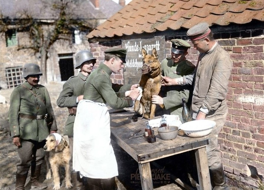 He c   Hunde-Lazarett der Meldehund-Schulee. a 1918 