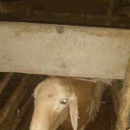 ���, �����������, 47 ���