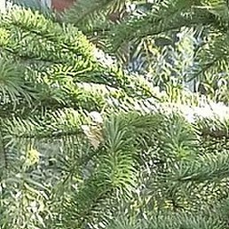 �����, ���������, 52 ����