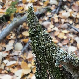 ��������, ������, 59 ���