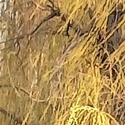 ����, 61 ���, ������