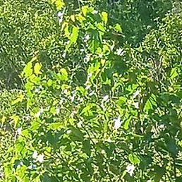 �����, �����������, 39 ���