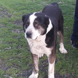 ���������, ������, 39 ���