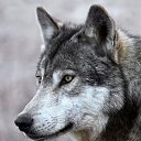 ���� �, ���������, 85 ��� - ��������� 28 �������� 2024