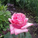 ���� Wiktor, ������ ��� - ��������� 27 ������ 2026 � ������ ������ ��������