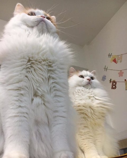 — Какая порода собак тебе больше всего нравится? — Та, которая коты!!! )