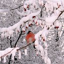 ���� ��������, �����, 68 ��� - ��������� 20 ������� 2026 � ������ ������ ��������