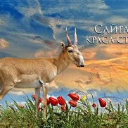 ����, 42 ����, ������