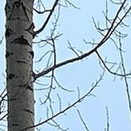 �������, �����������, 40 ���