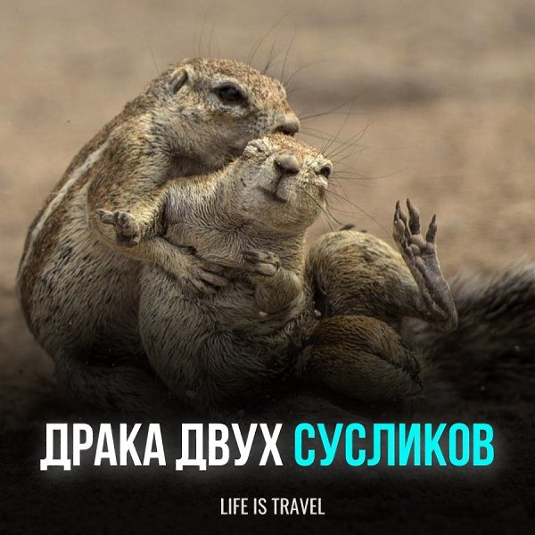 Суслики - настоящие обожатели открытых территорий, таких как поля, пастбища и... кладбища. Колониями ...