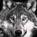 ���� �����, ��������, 62 ���� - ��������� 16 ���� 2025