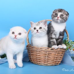 ���� �����, �����-���������, 43 ���� - ��������� 18 ������ 2026