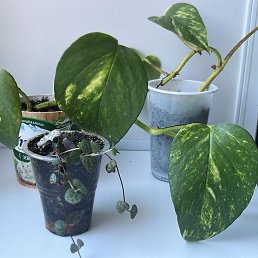 ����, �����������, 39 ���