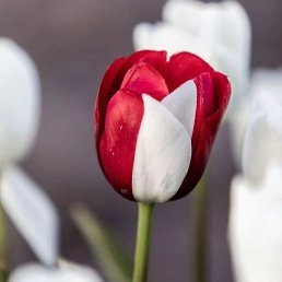 ��������, �����-���������, 45 ���