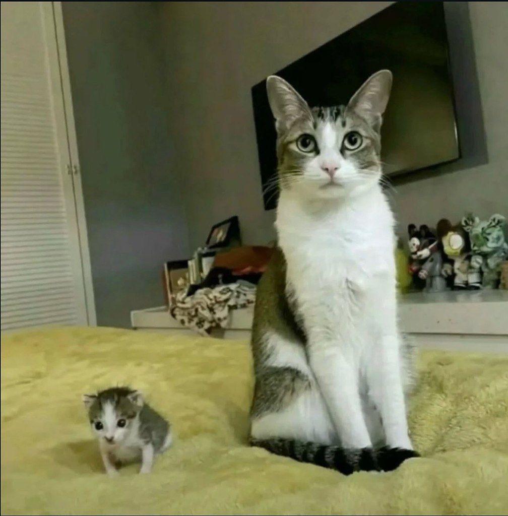 �� ��������
