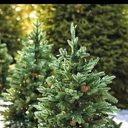 ��������, ������, 51 ���