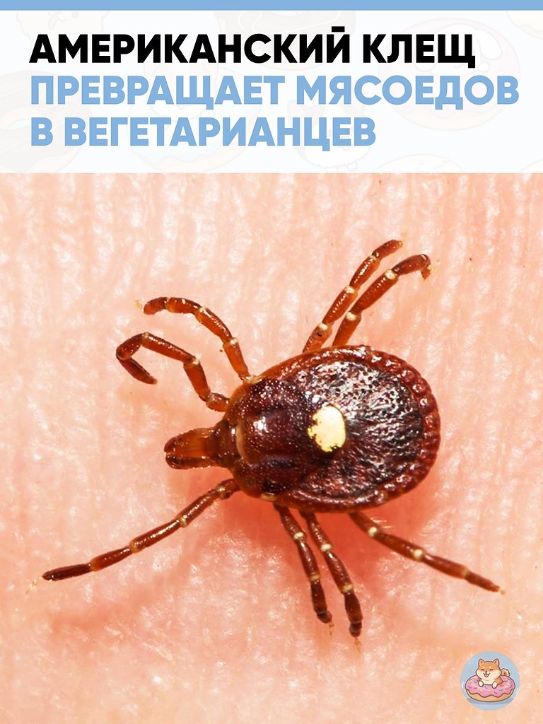 � ����� � ��������� ������ ��� ������� ���� ��� ��������� Lone Star tick. ��� ���� �������� � ...